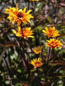 Sonnenauge 'Burning Hearts' 18 Sonnenauge 'Burning Hearts' -Günstiges Garten Zart Geschäft sonnenauge burning hearts m102106 w 8