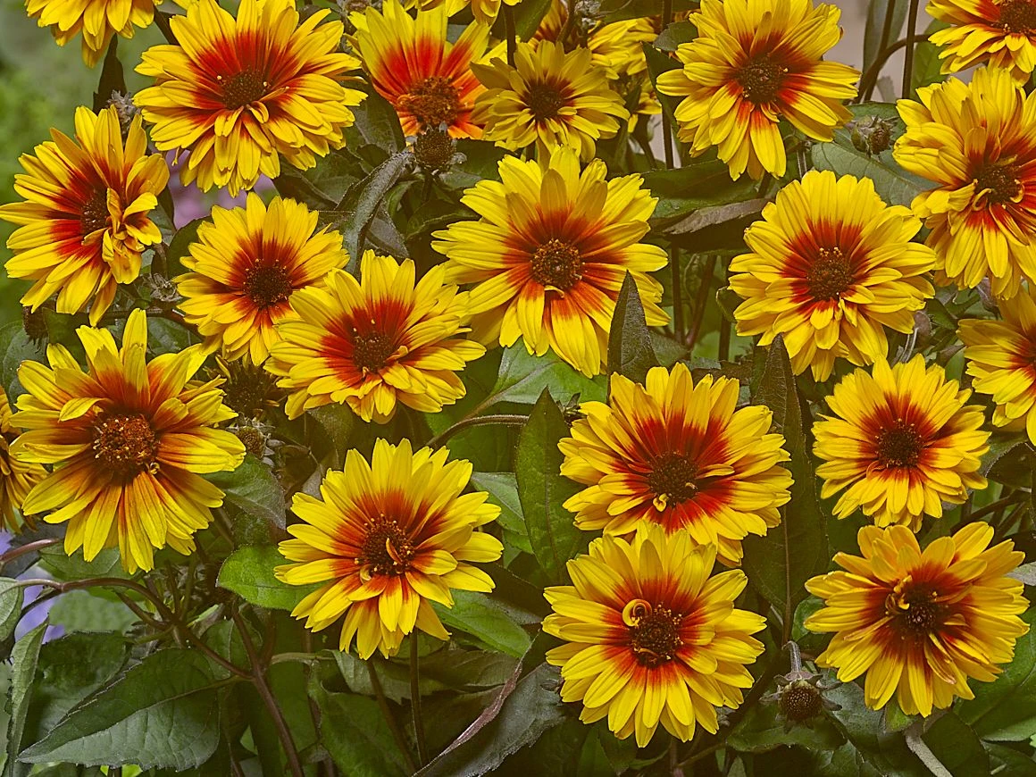 Sonnenauge 'Funky Spinner' 4 Sonnenauge 'Funky Spinner' – Bild 2