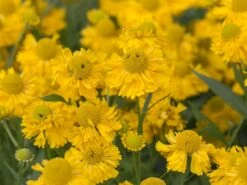 Sonnenbraut 'Double Trouble' ® -Günstiges Garten Zart Geschäft sonnenbraut double trouble m058702 w 0