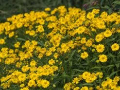 Sonnenbraut 'Double Trouble' ® -Günstiges Garten Zart Geschäft sonnenbraut double trouble m058702 w 2