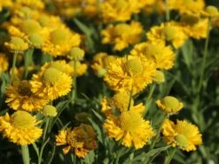 Sonnenbraut 'Double Trouble' ® -Günstiges Garten Zart Geschäft sonnenbraut double trouble m058702 w 3