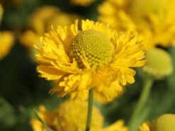 Sonnenbraut 'Double Trouble' ® -Günstiges Garten Zart Geschäft sonnenbraut double trouble m058702 w 5