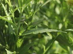 Sonnenbraut 'Double Trouble' ® -Günstiges Garten Zart Geschäft sonnenbraut double trouble m058702 w 6