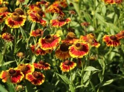 Sonnenbraut 'Flammenrad' -Günstiges Garten Zart Geschäft sonnenbraut flammenrad m058704 w 1
