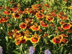 Sonnenbraut 'Flammenrad' -Günstiges Garten Zart Geschäft sonnenbraut flammenrad m058704 w 2