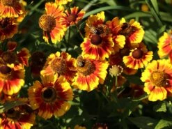 Sonnenbraut 'Flammenrad' -Günstiges Garten Zart Geschäft sonnenbraut flammenrad m058704 w 4