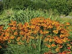 Sonnenbraut 'Flammenrad' -Günstiges Garten Zart Geschäft sonnenbraut flammenrad m058704 w 6
