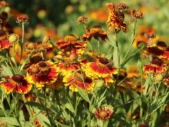 Sonnenbraut 'Flammenrad' -Günstiges Garten Zart Geschäft sonnenbraut flammenrad m058704 w 7