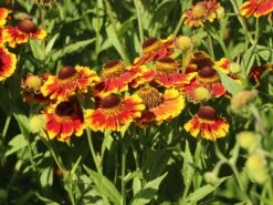 Sonnenbraut 'Flammenrad' -Günstiges Garten Zart Geschäft sonnenbraut flammenrad m058704 w 8