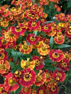 Sonnenbraut 'Königstiger' -Günstiges Garten Zart Geschäft sonnenbraut koenigstiger m058718 1030032 0