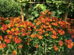 Sonnenbraut 'Königstiger' -Günstiges Garten Zart Geschäft sonnenbraut koenigstiger m058718 1030032 1