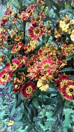 Sonnenbraut 'Königstiger' -Günstiges Garten Zart Geschäft sonnenbraut koenigstiger m058718 725683 0