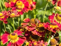 Sonnenbraut 'Königstiger' -Günstiges Garten Zart Geschäft sonnenbraut koenigstiger m058718 w 0