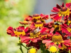 Sonnenbraut 'Königstiger' -Günstiges Garten Zart Geschäft sonnenbraut koenigstiger m058718 w 1