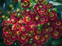 Sonnenbraut 'Königstiger' -Günstiges Garten Zart Geschäft sonnenbraut koenigstiger m058718 w 2