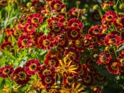 Sonnenbraut 'Königstiger' -Günstiges Garten Zart Geschäft sonnenbraut koenigstiger m058718 w 3