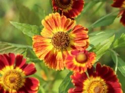 Sonnenbraut 'Königstiger' -Günstiges Garten Zart Geschäft sonnenbraut koenigstiger m058718 w 4