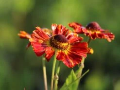 Sonnenbraut 'Königstiger' -Günstiges Garten Zart Geschäft sonnenbraut koenigstiger m058718 w 5