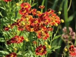 Sonnenbraut 'Königstiger' -Günstiges Garten Zart Geschäft sonnenbraut koenigstiger m058718 w 7