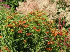 Sonnenbraut 'Königstiger' -Günstiges Garten Zart Geschäft sonnenbraut koenigstiger m058718 w 8
