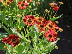 Sonnenbraut 'Königstiger' -Günstiges Garten Zart Geschäft sonnenbraut koenigstiger m058718 w 9