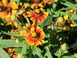 Sonnenbraut 'Peach Sundae'