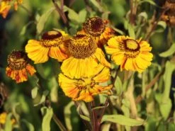 Sonnenbraut 'Peach Sundae' -Günstiges Garten Zart Geschäft sonnenbraut peach sundae m117989 w 2