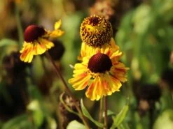 Sonnenbraut 'Peach Sundae' -Günstiges Garten Zart Geschäft sonnenbraut peach sundae m117989 w 3