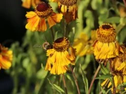 Sonnenbraut 'Peach Sundae' -Günstiges Garten Zart Geschäft sonnenbraut peach sundae m117989 w 4