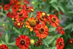 Sonnenbraut 'Rubinzwerg' -Günstiges Garten Zart Geschäft sonnenbraut rubinzwerg m058732 848186 0