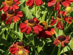 Sonnenbraut 'Rubinzwerg' -Günstiges Garten Zart Geschäft sonnenbraut rubinzwerg m058732 w 0