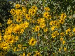 Stauden-Sonnenblume 'Monarch' -Günstiges Garten Zart Geschäft stauden sonnenblume monarch m058750 w 0