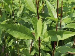 Stauden-Sonnenblume 'Monarch' -Günstiges Garten Zart Geschäft stauden sonnenblume monarch m058750 w 2