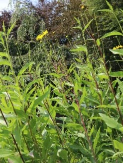 Stauden-Sonnenblume 'Monarch' -Günstiges Garten Zart Geschäft stauden sonnenblume monarch m058750 w 3