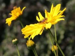 Stauden-Sonnenblume 'Monarch' -Günstiges Garten Zart Geschäft stauden sonnenblume monarch m058750 w 4