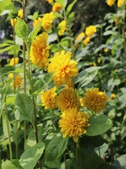 Stauden-Sonnenblume 'Soleil D'Or' 21 Stauden-Sonnenblume 'Soleil D'Or' -Günstiges Garten Zart Geschäft stauden sonnenblume soleil dor m015207 w 0