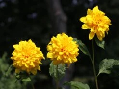 Stauden-Sonnenblume 'Soleil D'Or' 20 Stauden-Sonnenblume 'Soleil D'Or' -Günstiges Garten Zart Geschäft stauden sonnenblume soleil dor m015207 w 1