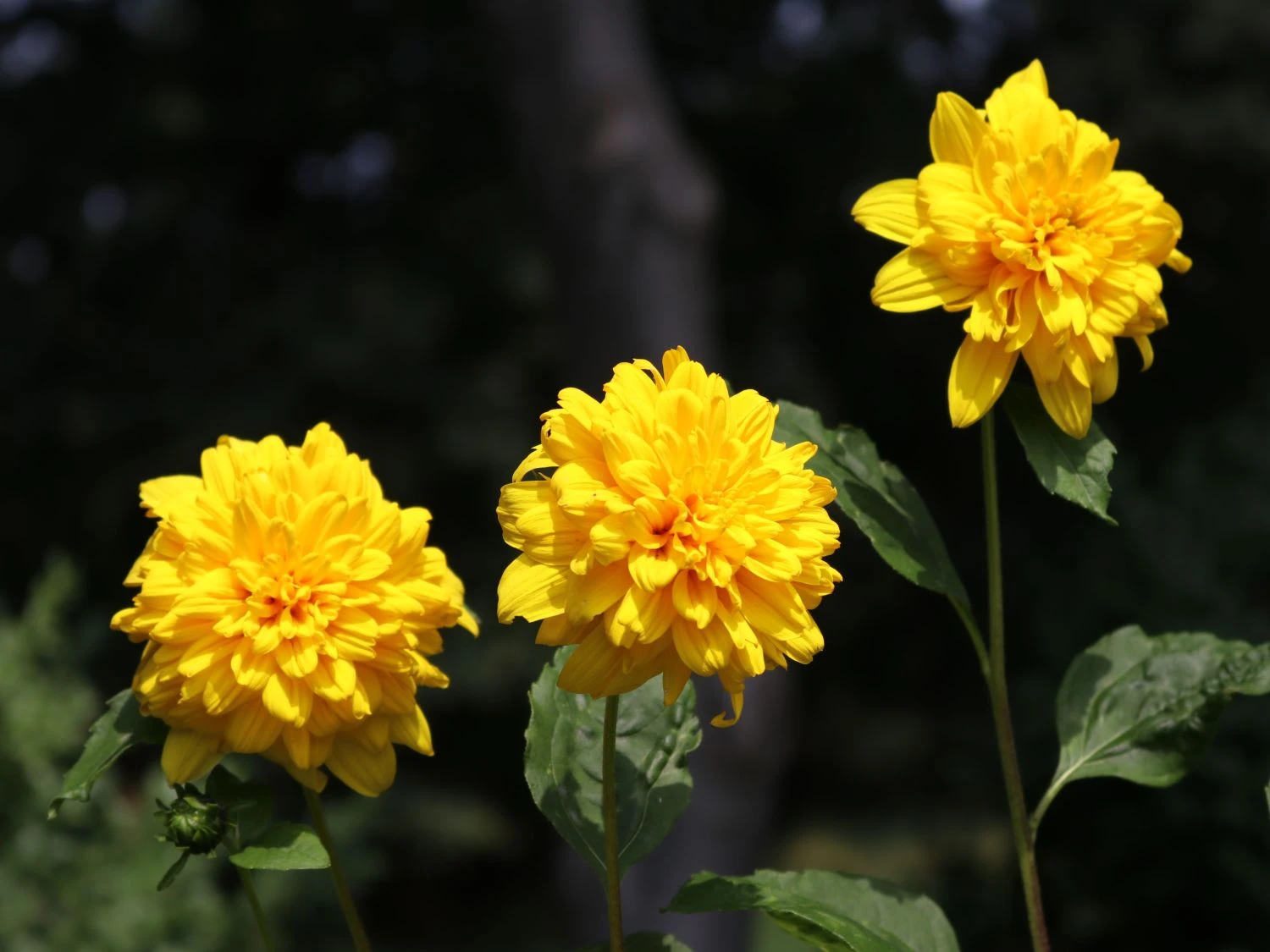 Stauden-Sonnenblume 'Soleil D'Or' 10 Stauden-Sonnenblume 'Soleil D'Or' – Bild 8