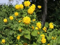 Stauden-Sonnenblume 'Soleil D'Or' 22 Stauden-Sonnenblume 'Soleil D'Or' -Günstiges Garten Zart Geschäft stauden sonnenblume soleil dor m015207 w 2