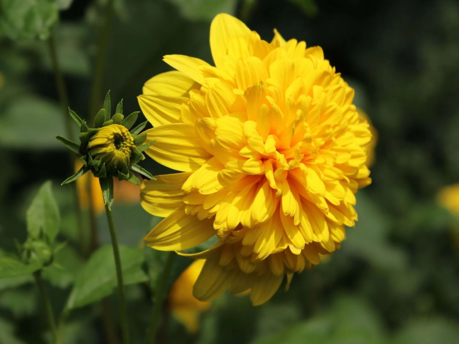 Stauden-Sonnenblume 'Soleil D'Or' 9 Stauden-Sonnenblume 'Soleil D'Or' – Bild 7