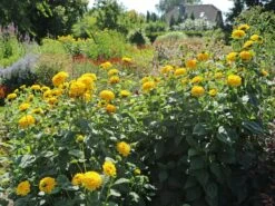 Stauden-Sonnenblume 'Soleil D'Or' 23 Stauden-Sonnenblume 'Soleil D'Or' -Günstiges Garten Zart Geschäft stauden sonnenblume soleil dor m015207 w 5