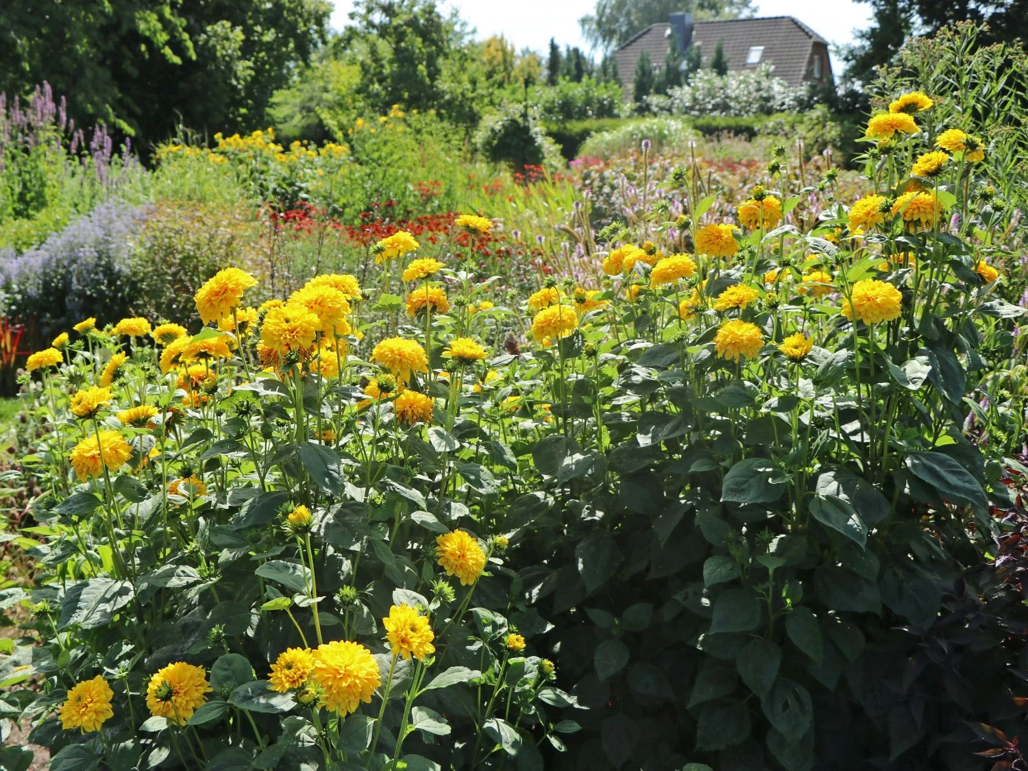 Stauden-Sonnenblume 'Soleil D'Or' 13 Stauden-Sonnenblume 'Soleil D'Or' – Bild 11