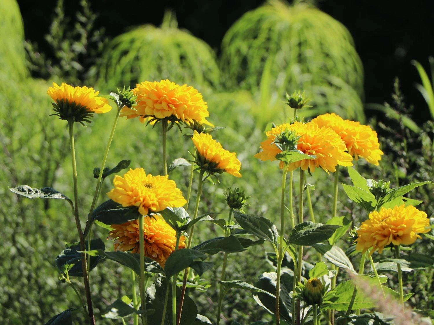 Stauden-Sonnenblume 'Soleil D'Or' 8 Stauden-Sonnenblume 'Soleil D'Or' – Bild 6