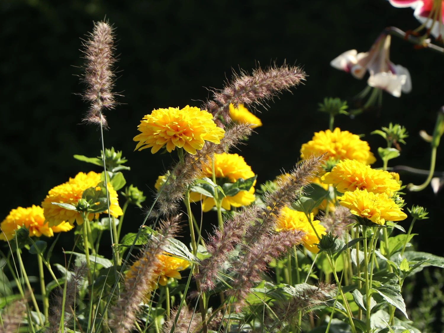 Stauden-Sonnenblume 'Soleil D'Or' 4 Stauden-Sonnenblume 'Soleil D'Or' – Bild 2