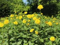 Stauden-Sonnenblume 'Soleil D'Or' 15 Stauden-Sonnenblume 'Soleil D'Or' -Günstiges Garten Zart Geschäft stauden sonnenblume soleil dor m015207 w 8