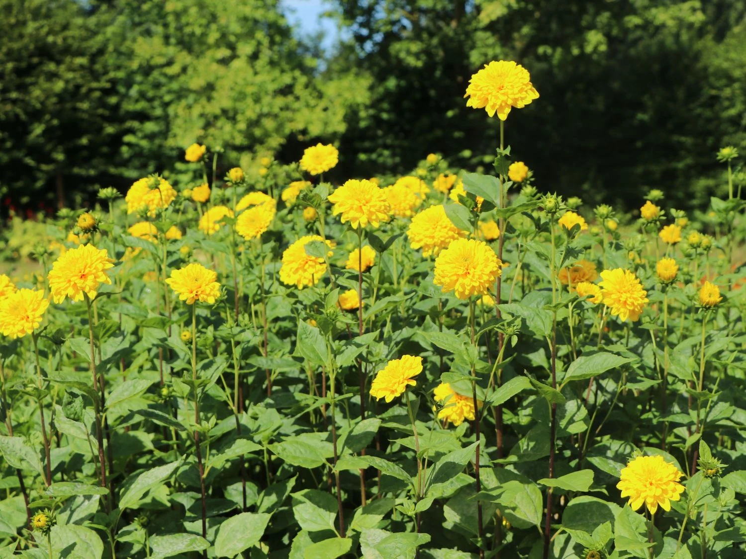 Stauden-Sonnenblume 'Soleil D'Or' 5 Stauden-Sonnenblume 'Soleil D'Or' – Bild 3