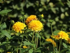 Stauden-Sonnenblume 'Soleil D'Or' 17 Stauden-Sonnenblume 'Soleil D'Or' -Günstiges Garten Zart Geschäft stauden sonnenblume soleil dor m015207 w 9