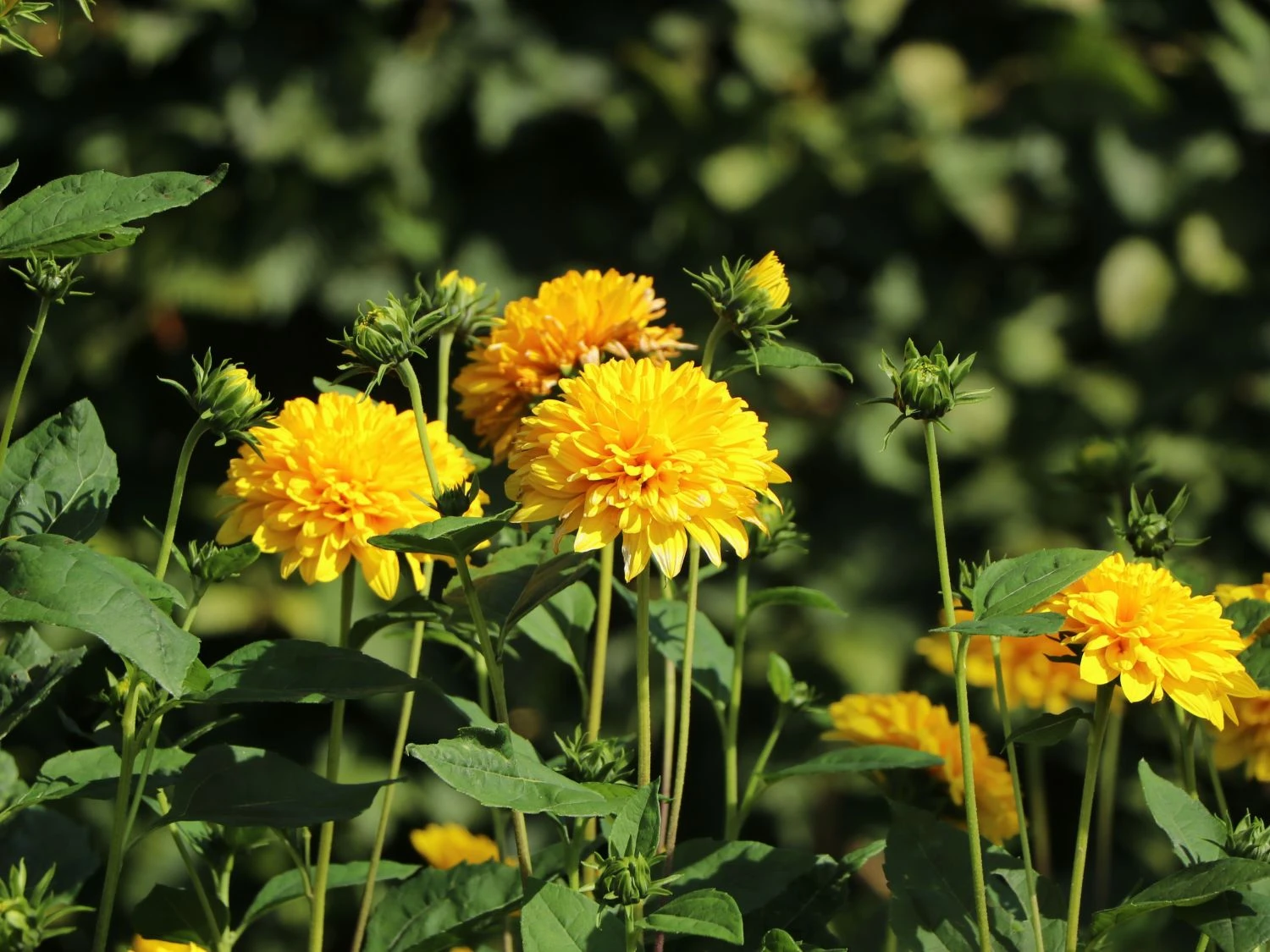 Stauden-Sonnenblume 'Soleil D'Or' 7 Stauden-Sonnenblume 'Soleil D'Or' – Bild 5