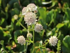 Sterndolde 'Buckland'