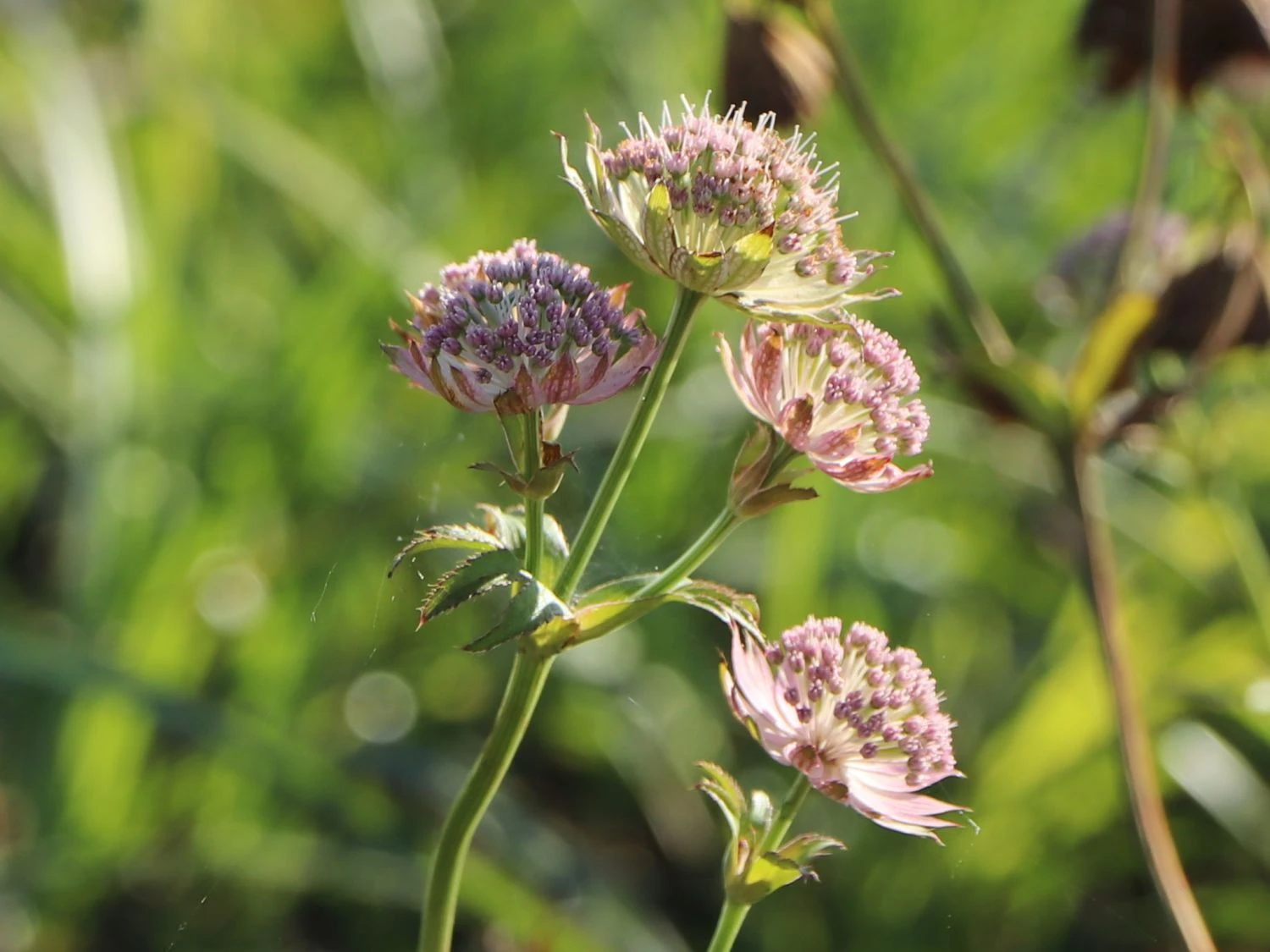 Sterndolde 'Buckland' 4 Sterndolde 'Buckland' – Bild 2